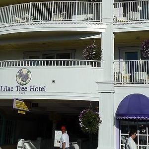 Lilac Tree Suites